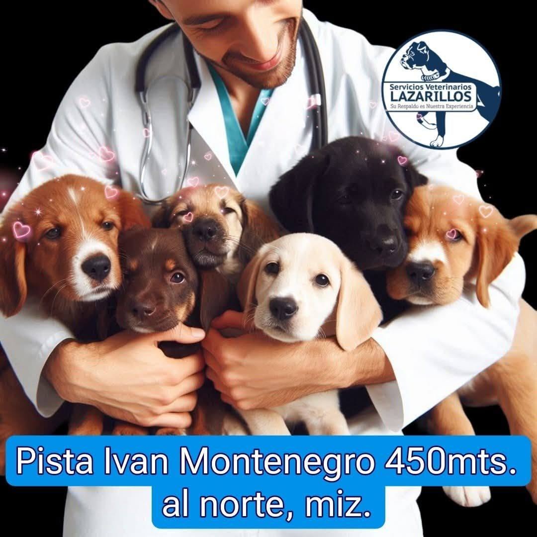 Veterinaria Lazarillo