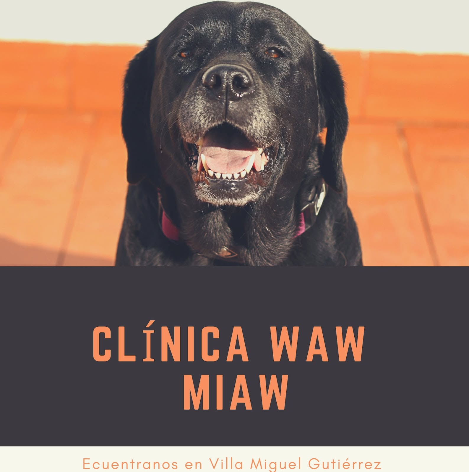 Clinica Veterinaria WAW MIAW